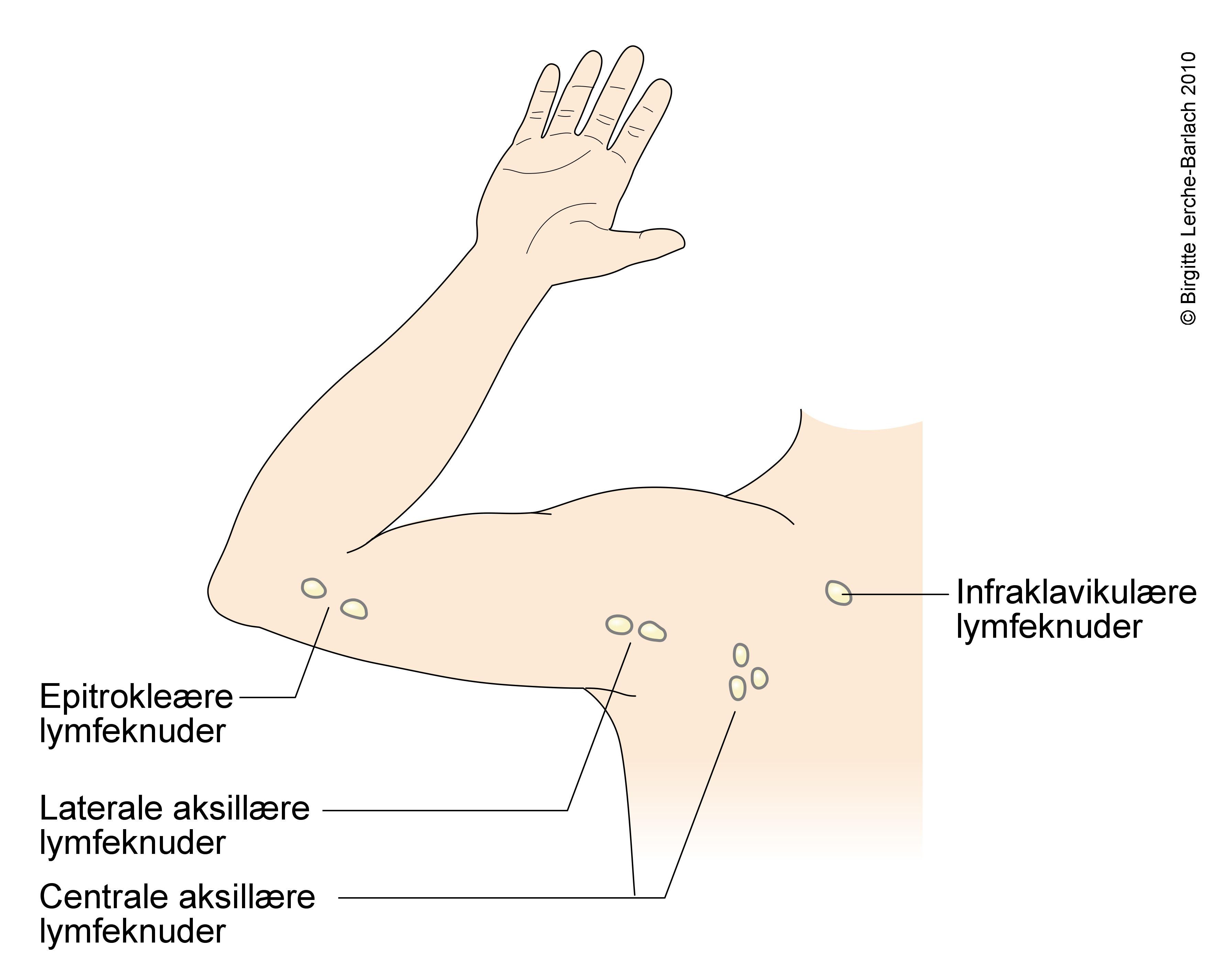 armhule-lymfekirtler