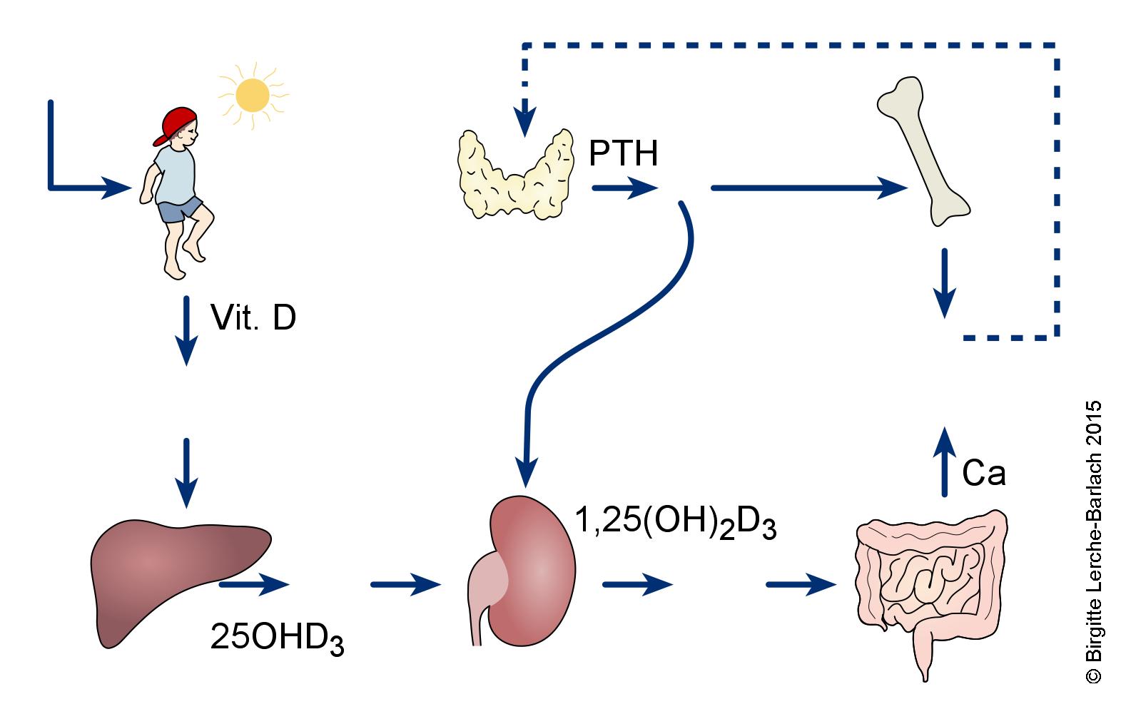 LH_id 37 Calcium metabolisme