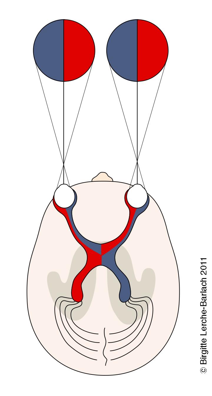oeje-synsbaner og synsfelt