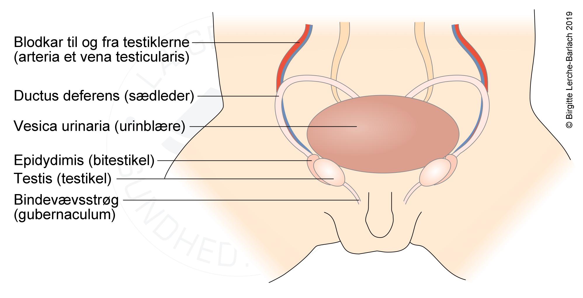 Udvikling mandlig geni 2