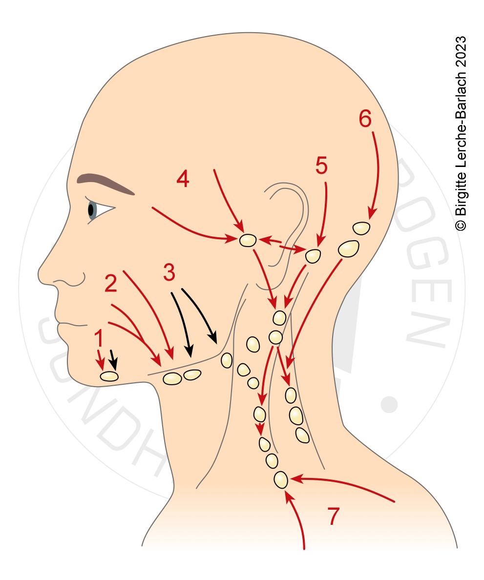 LH_id 302Lymfekirtler i hovedet