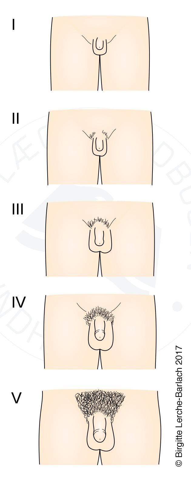 Tannerstadier-drenge