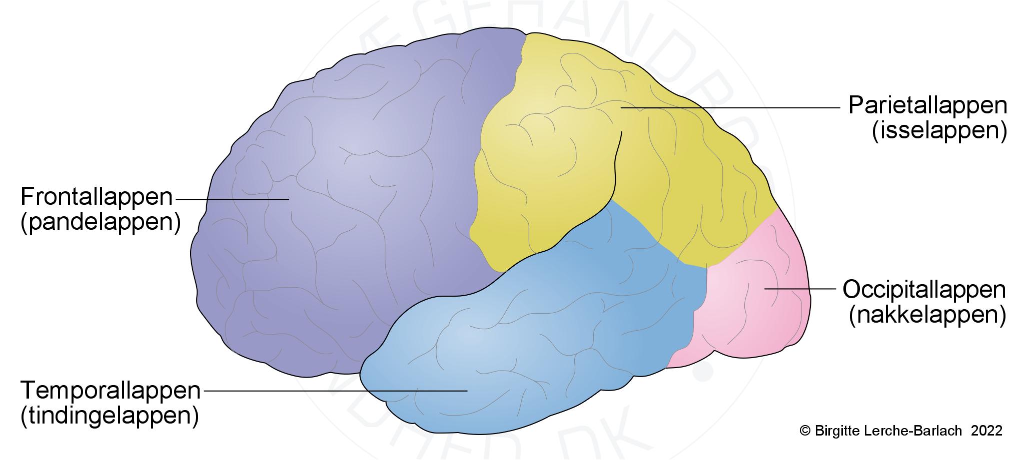 hjerne-hjernebark oversigt lateralt set fra siden