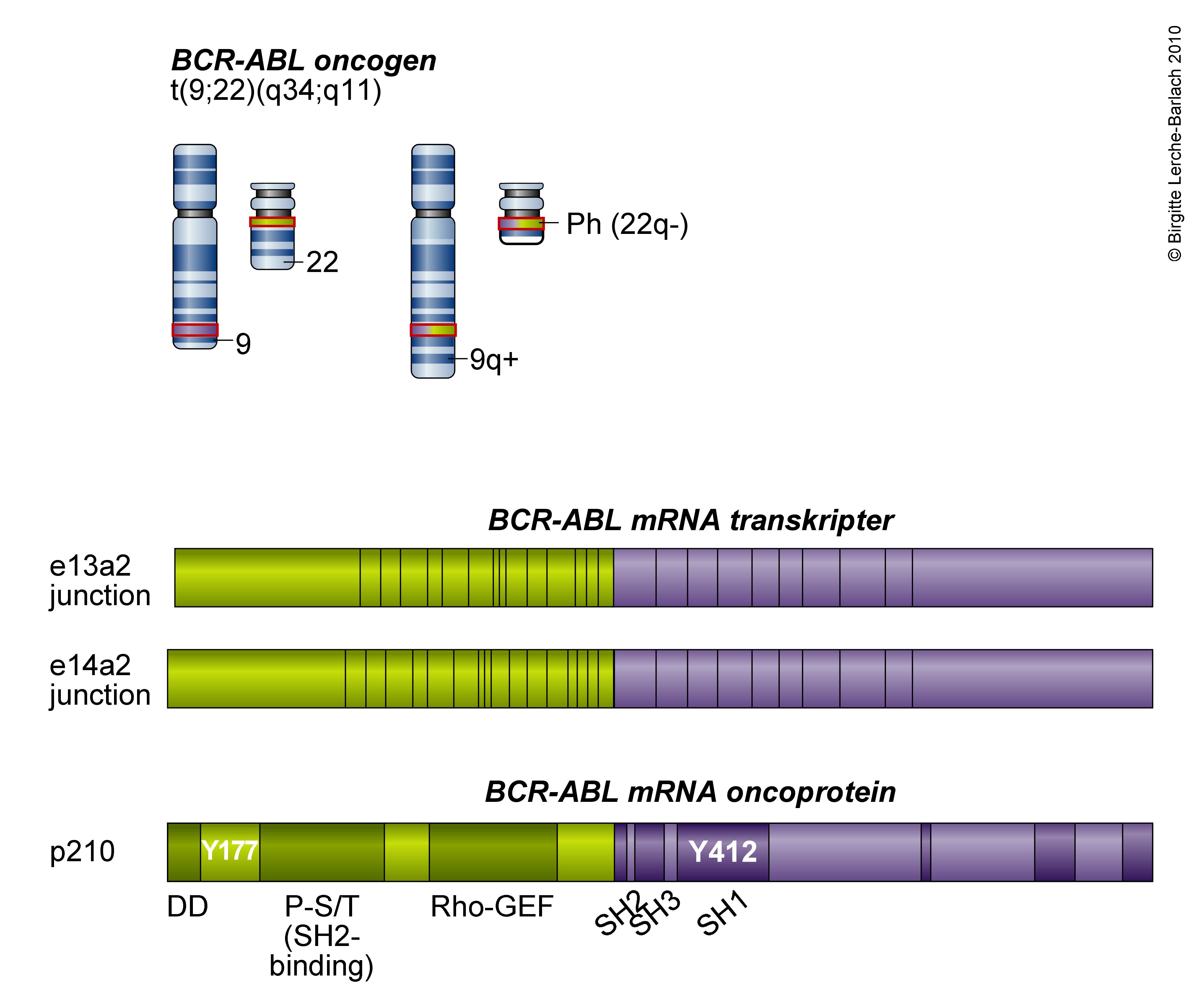 blod-2bcr abl transkriptet