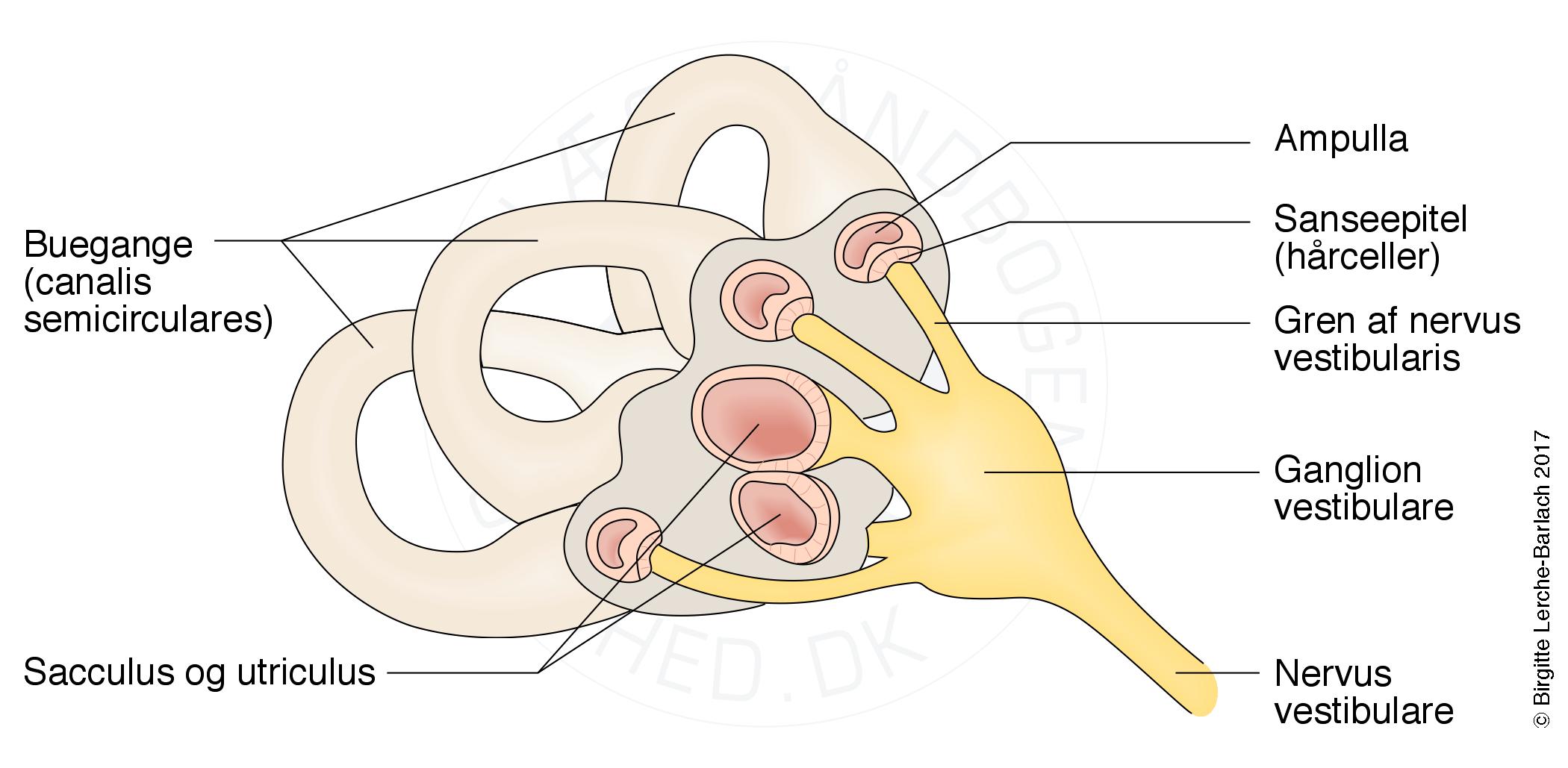 oerer buegange og nerve