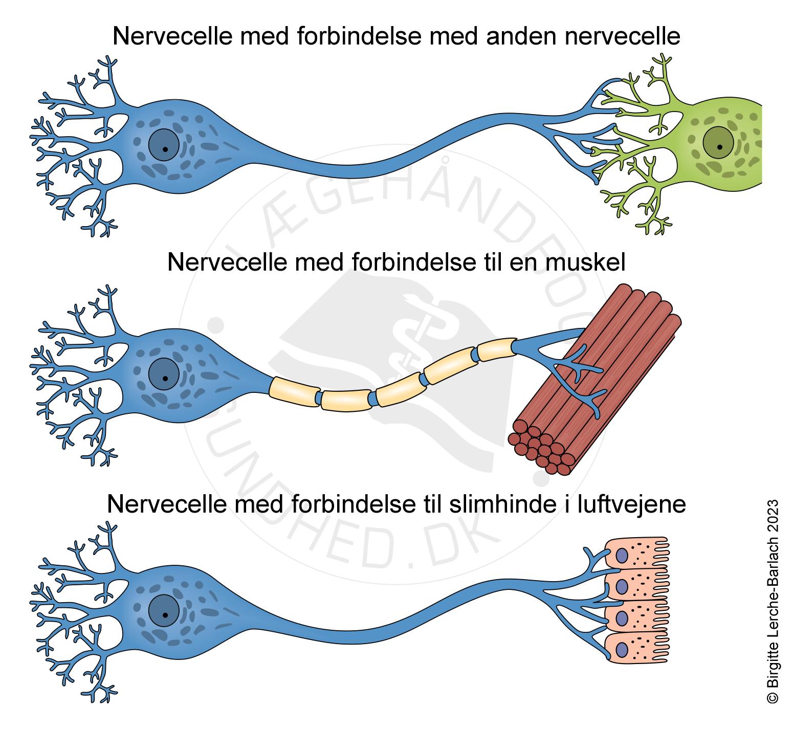 hjerne-nerveceller