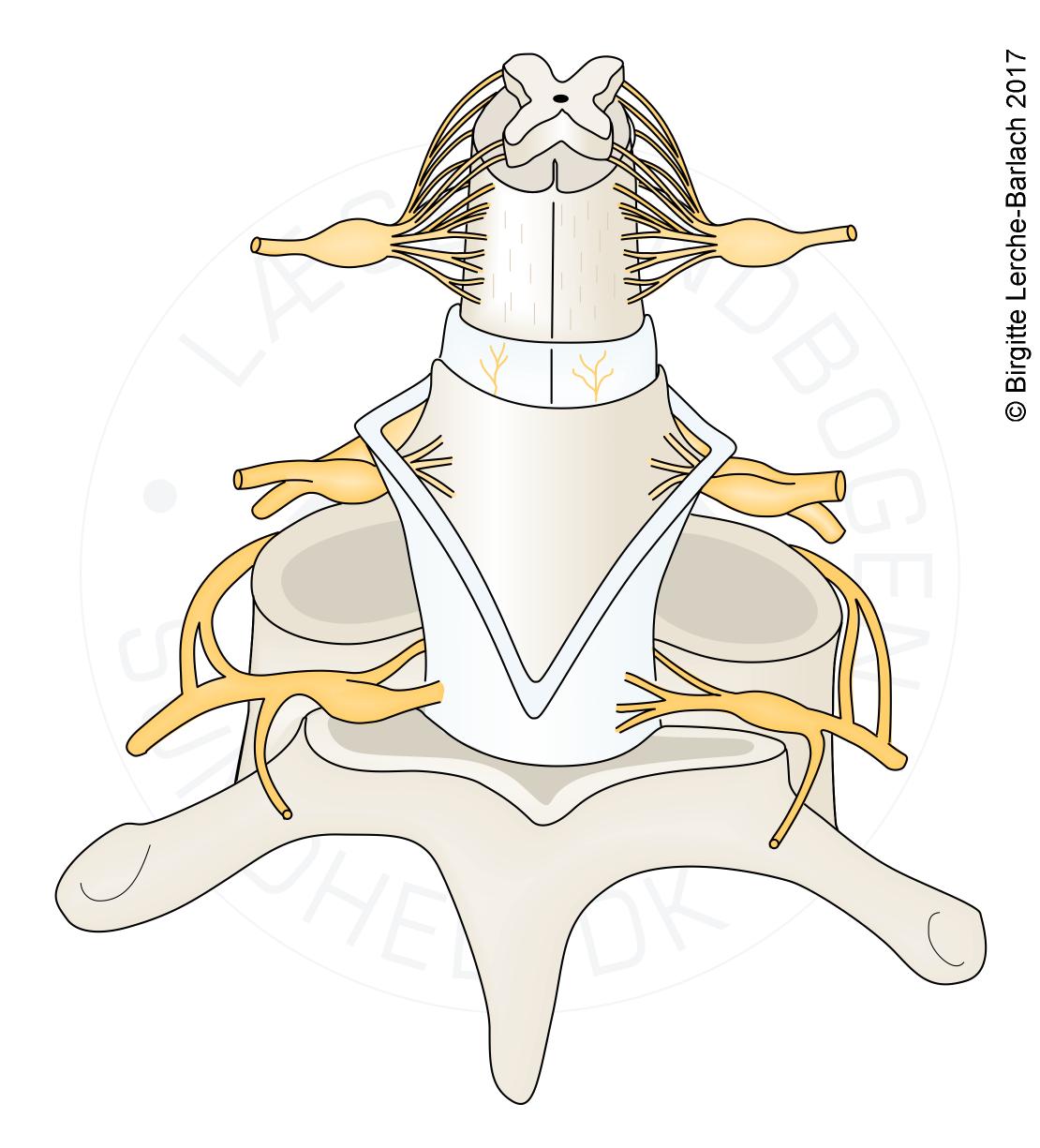 ryg-rygmarv laengdesnit