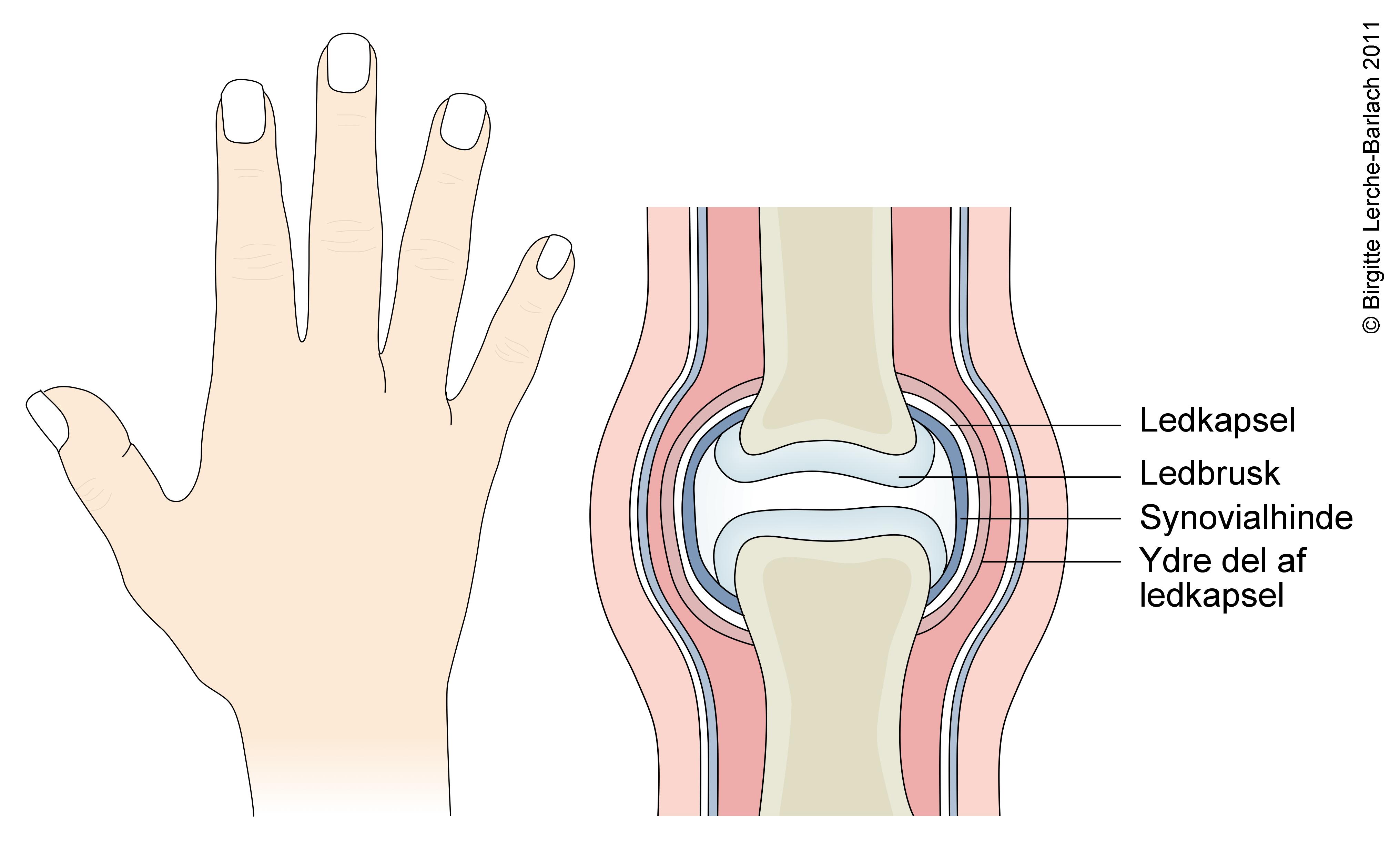 finger-fingerled normalt