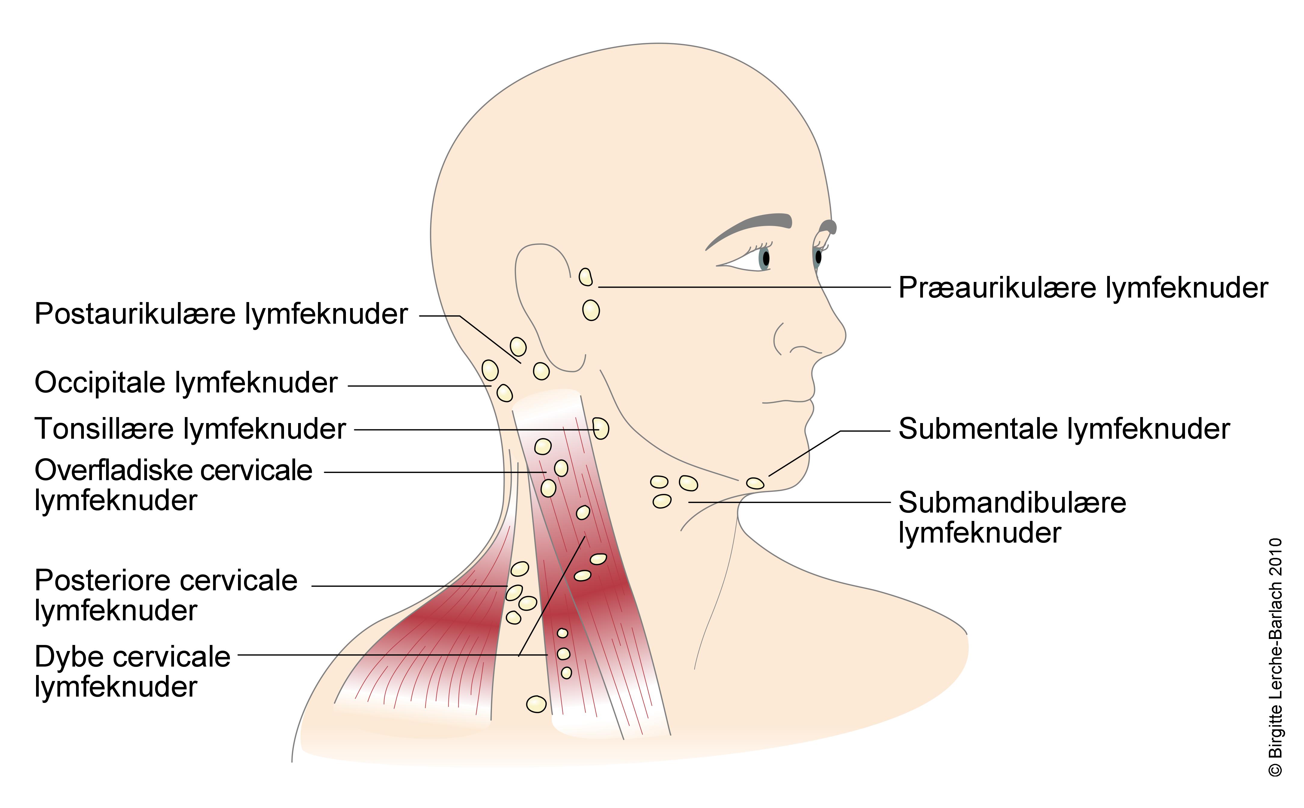 hals-lymfekirtler i hoved og hals