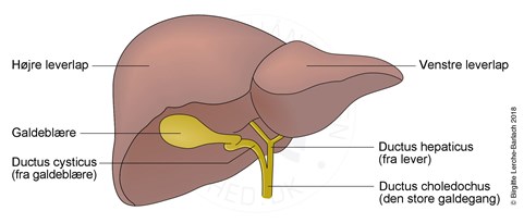 Hepatitis D - Patienthåndbogen på sundhed.dk