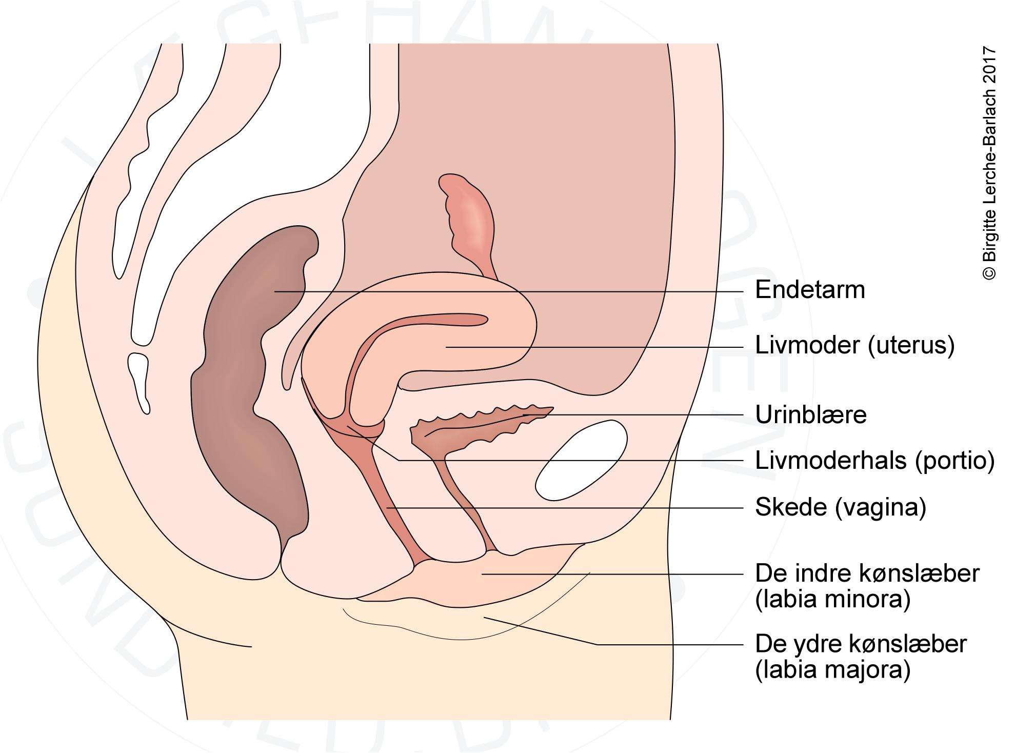 gravidsymptom efter mens