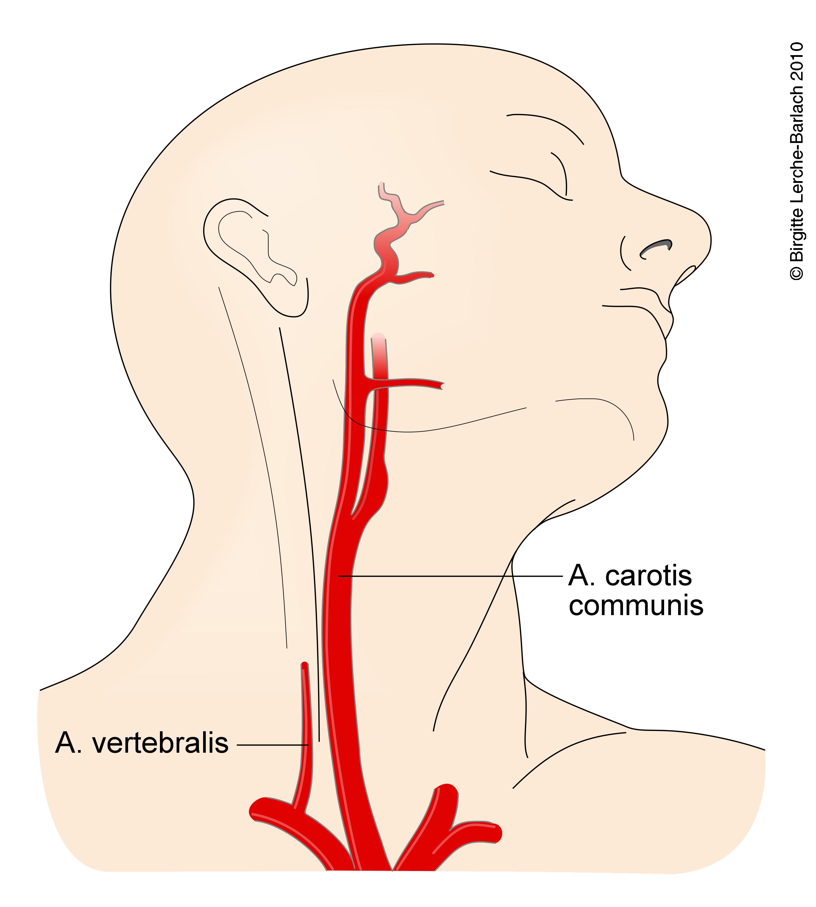 Сонные артерии на шее человека фото. A Carotis communis. Артерия каротис. Сосуды каротидного синуса. Каротидный синус сонной артерии.