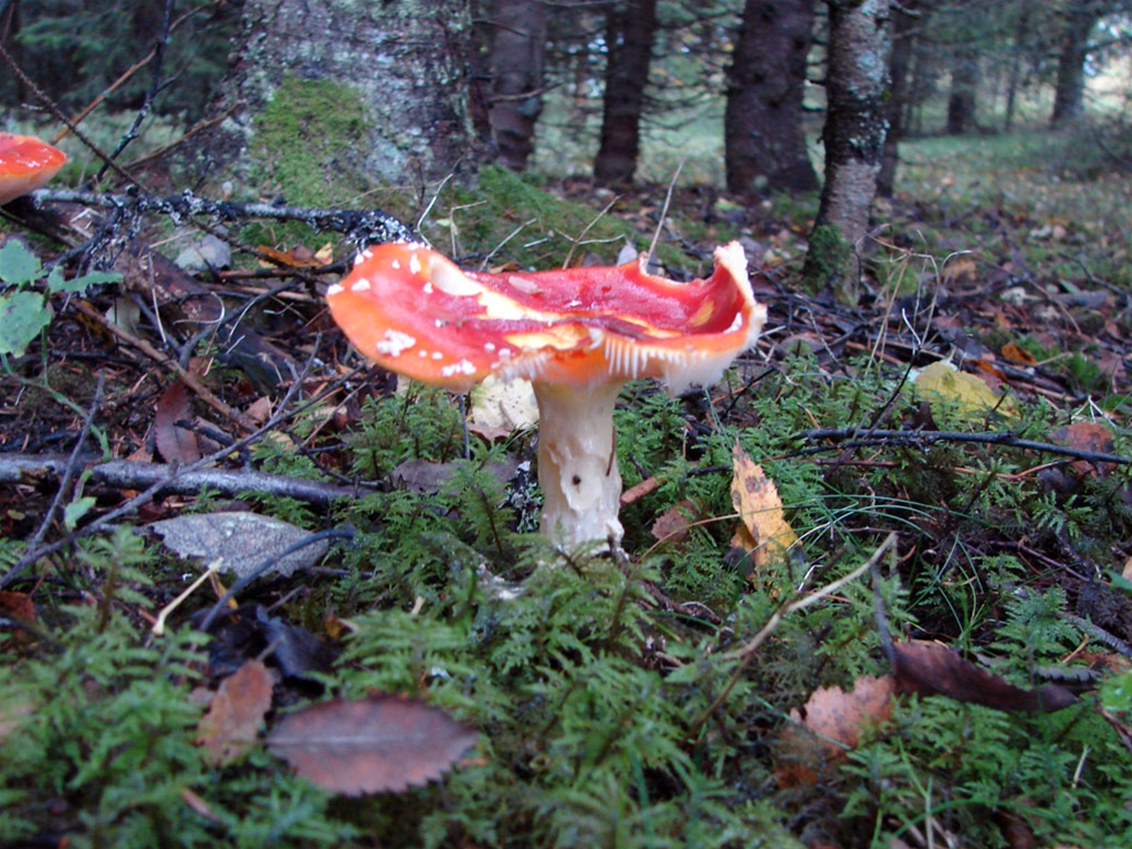 Foto af fluesvamp