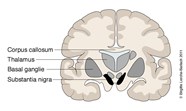Basal Ganglia Substantia Nigra At Marilyn Lewis Blog