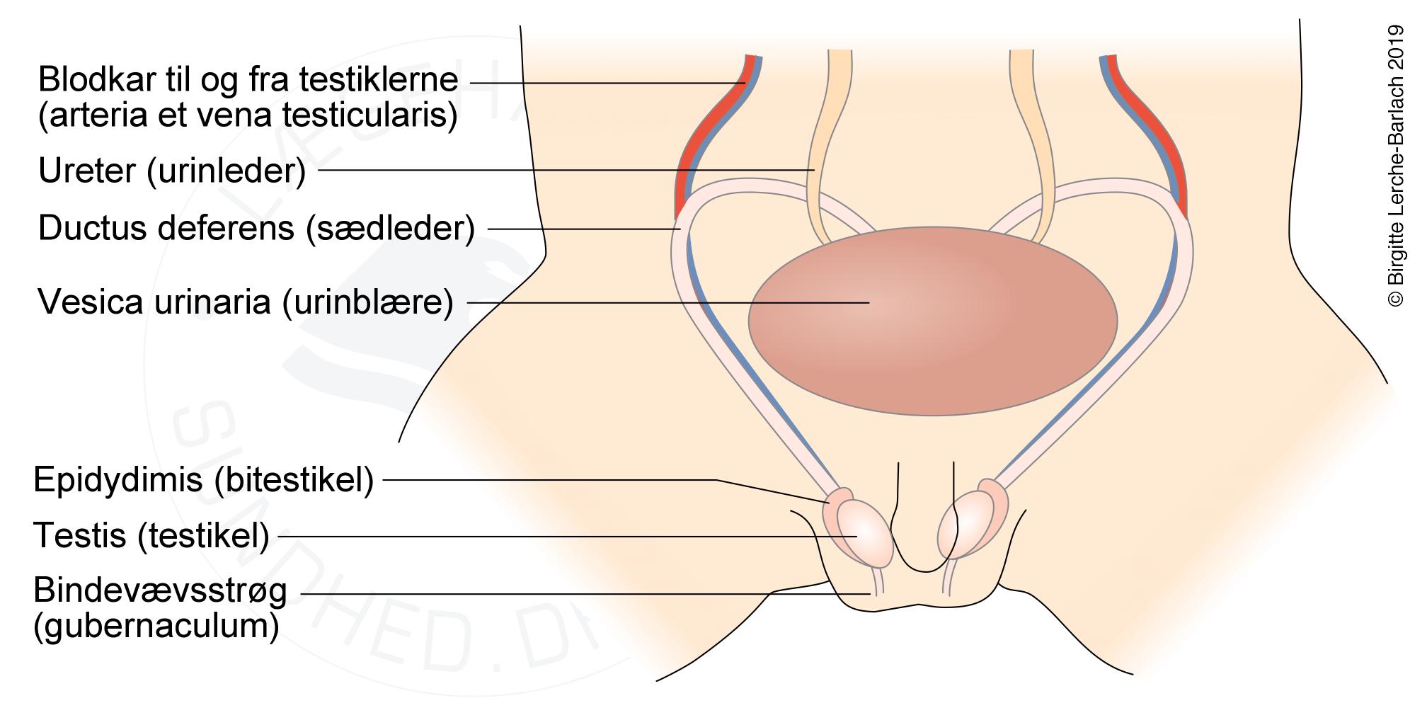 Udvikling af mandlige genitalia, descenderede testes (3) Patienthåndbogen på sundhed.dk