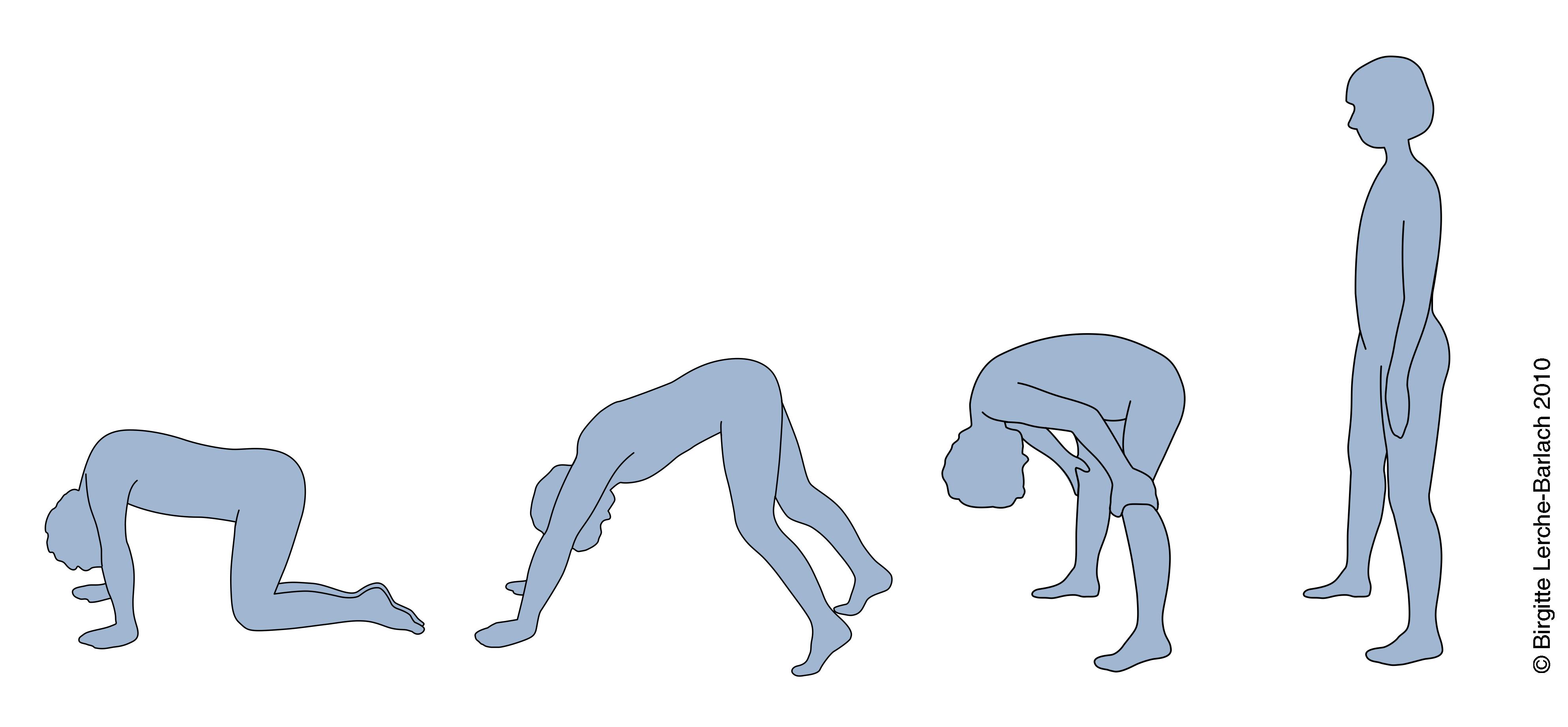 Gowers´ tegn Patienthåndbogen på sundhed.dk