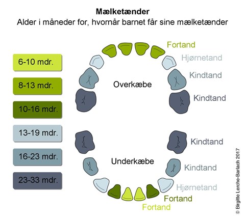 Tandpleje hos år - Patienthåndbogen på sundhed.dk