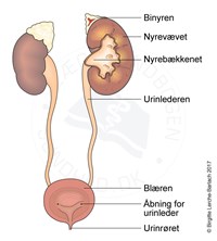 Proteinuri - Patienthåndbogen sundhed.dk