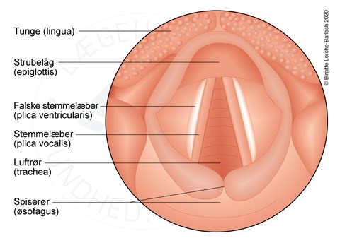 Halsen Svaelget Patienthandbogen Pa Sundhed Dk